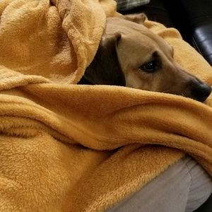 Meet your Posher, Ariel